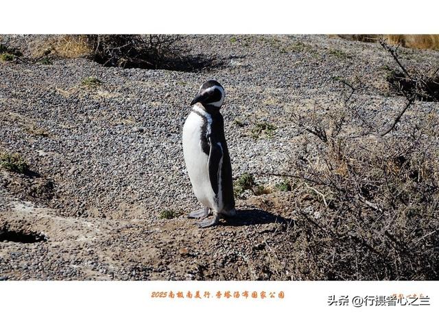 南极南美三国行游影记（76）—阿根廷旁塔汤布国家公园（三）