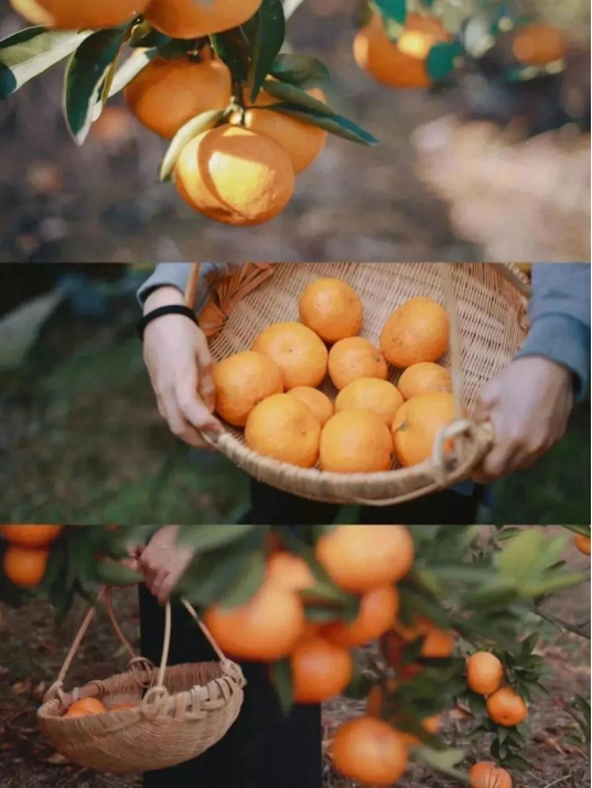 长三角果香正浓！快到这些当季采摘点位探“鲜”吧~