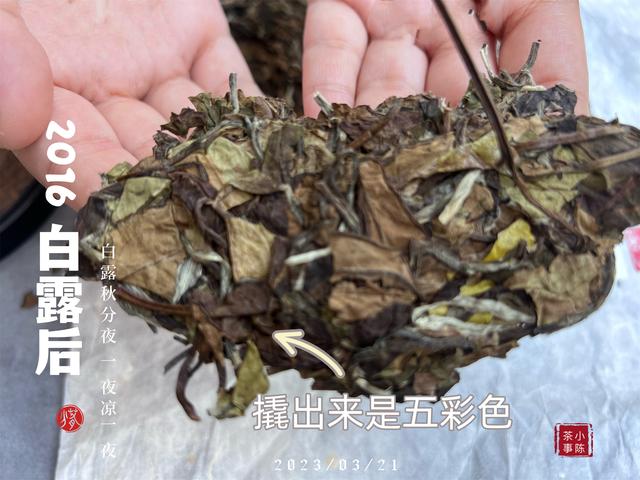 如何辨别老白茶的好坏？4个小技巧，学会了你也能成为高手