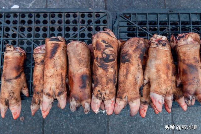 为了一只猴子！我从武汉跑去了贵阳！黔灵山的魅力不止是有猴子