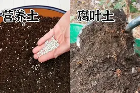 老园丁的通用配方土，可自行配土，种啥啥活，降低养花难度图片