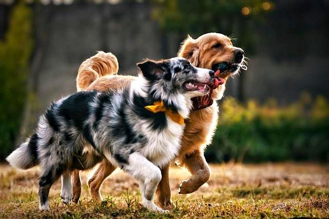 忠烈：为救主人，濒死的猎狗用尽最后力气，咬断了豹子的咽喉