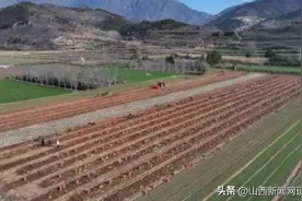 垣曲县历山镇近圣村：地黄丰收 品质优良引订单热潮图片