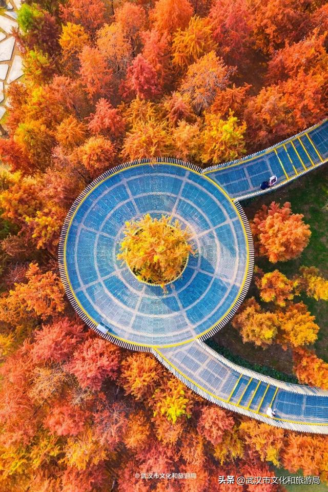 武汉这片杉树林，喀纳斯啊你！