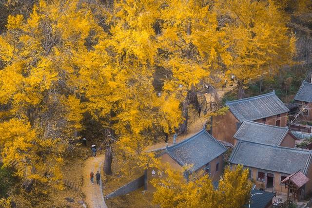 洛阳的秋天在这里封神！3条禅意路线，最后一条让摄影师舍不得走