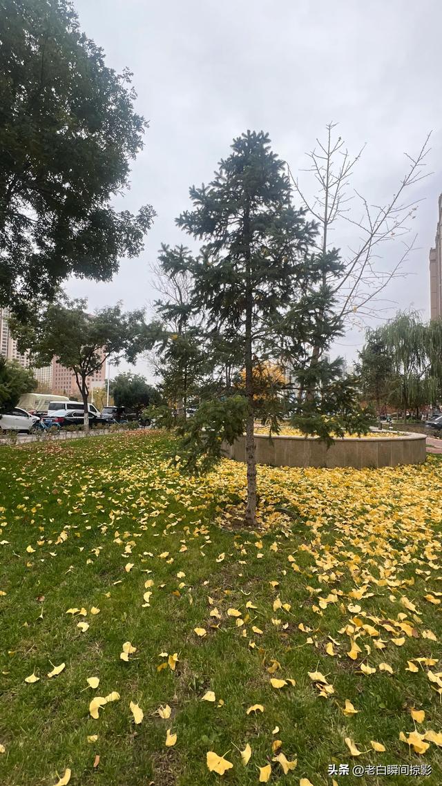 温柔缱绻的秋韵，兰州之美让季节变得更活泛了