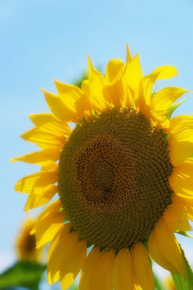 🌻观山湖超小众向日葵花海 私藏0元打卡地