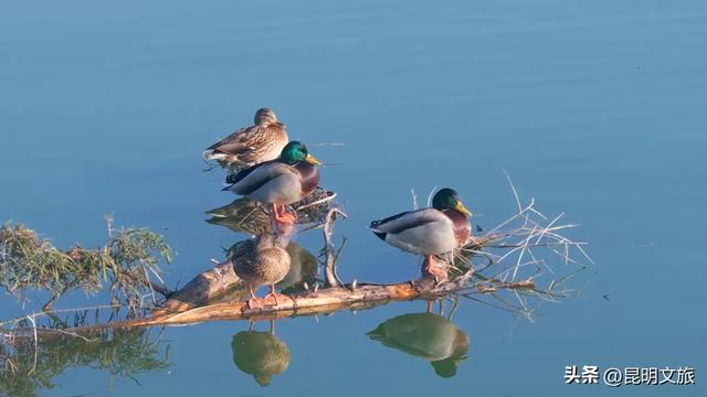 天晴就去！鸥鸟翩跹，这个免费国家级公园，藏着昆明最美的冬天