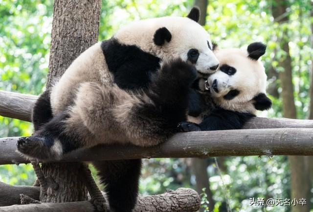 去了几趟四川成都，最后才发现这三个地方才是老成都的魂