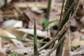 三月春雨润泥处，广宁竹笋的生长速度比采摘速度还快图片
