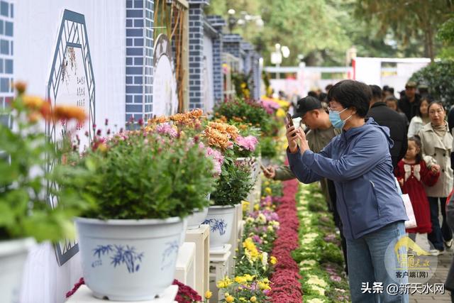 观天水|古城秋韵 菊绽芳华