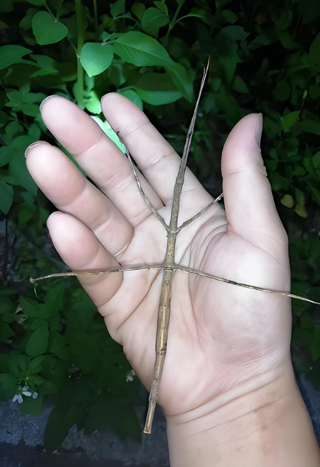 为什么小小的昆虫有很多腿，但体型庞大的动物却最多只有四条腿？