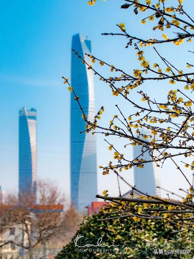 山东的第一波蜡梅开啦！快来邂逅这份冬日限定的浪漫