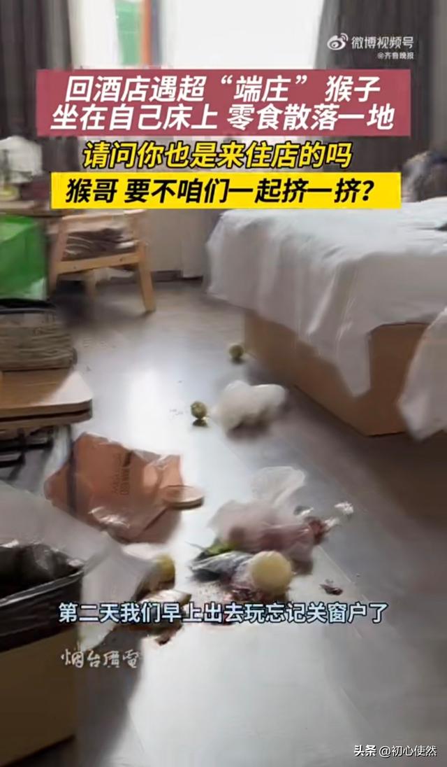 西藏酒店惊现“猴房客”！坐床吃零食，住客又怕又爱