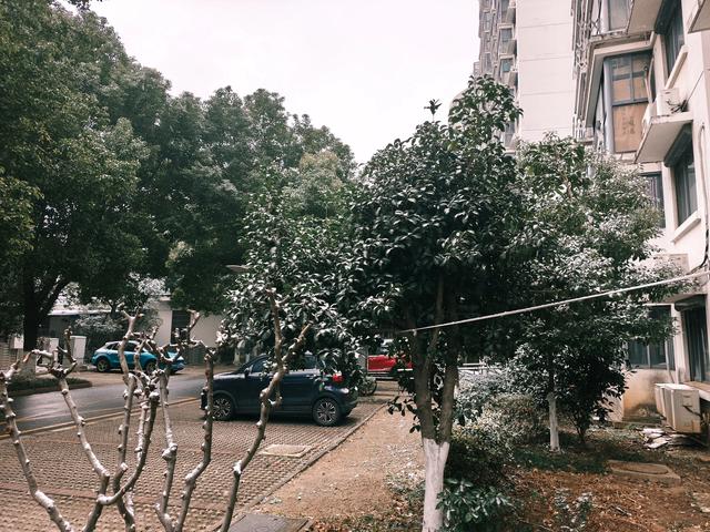 《南北雪色,皆是故乡》