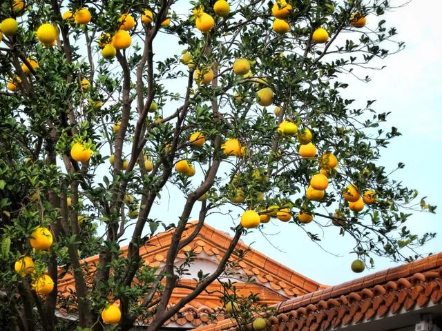 橘子洲，又见橘红染湘江