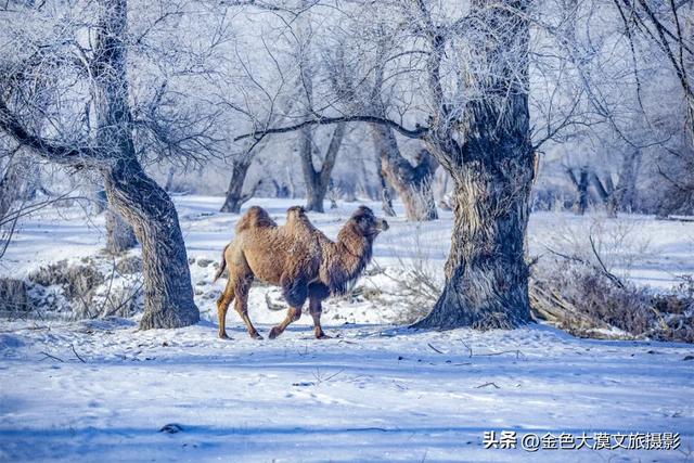 为什么我劝你,冬天一定要去一次新疆?