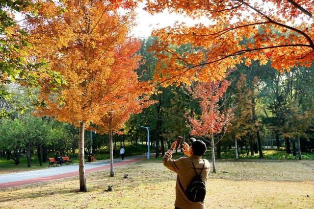 实拍！海淀“莫奈花园”已开启五彩斑斓“童话模式”