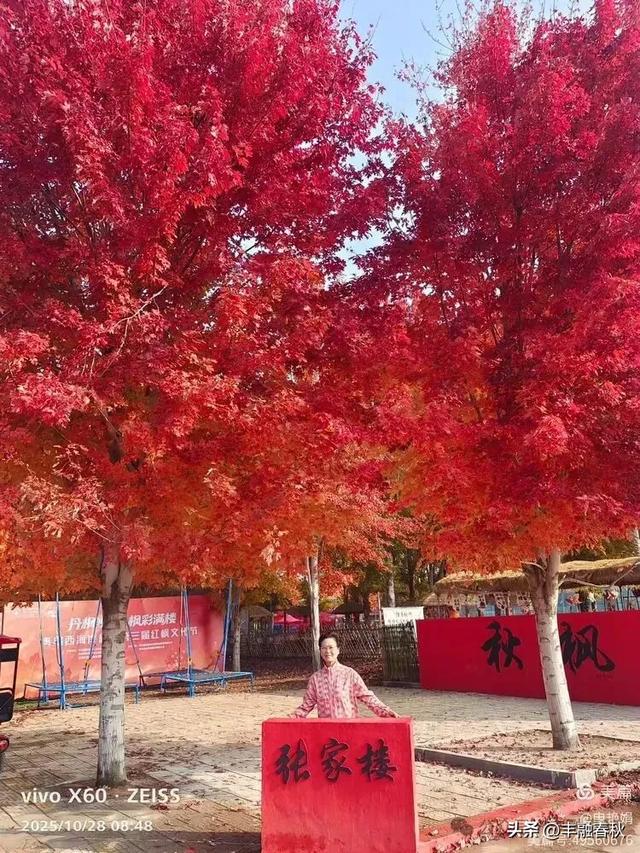 丹枫映秋,枫彩满楼|申艳娟