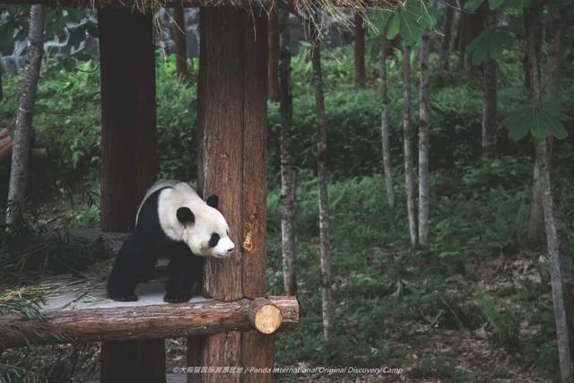 秋假福利持续至本周末！免票游雅安的快乐要一接再接！