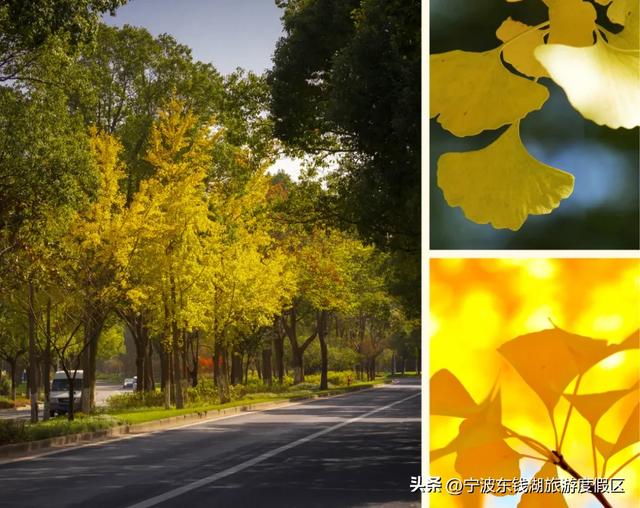一场迟到的银杏雨，给钱湖南路染上了秋天的颜色~