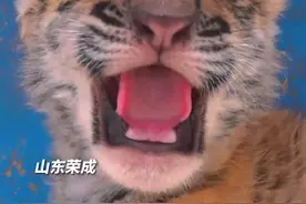 小东北虎龇牙奶凶技能点满图片