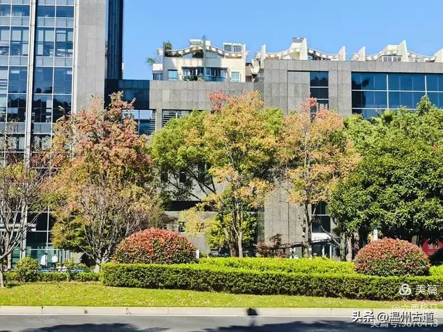 市府路的这几颗乌桕树，你见过吗？现在正是最美的时候！