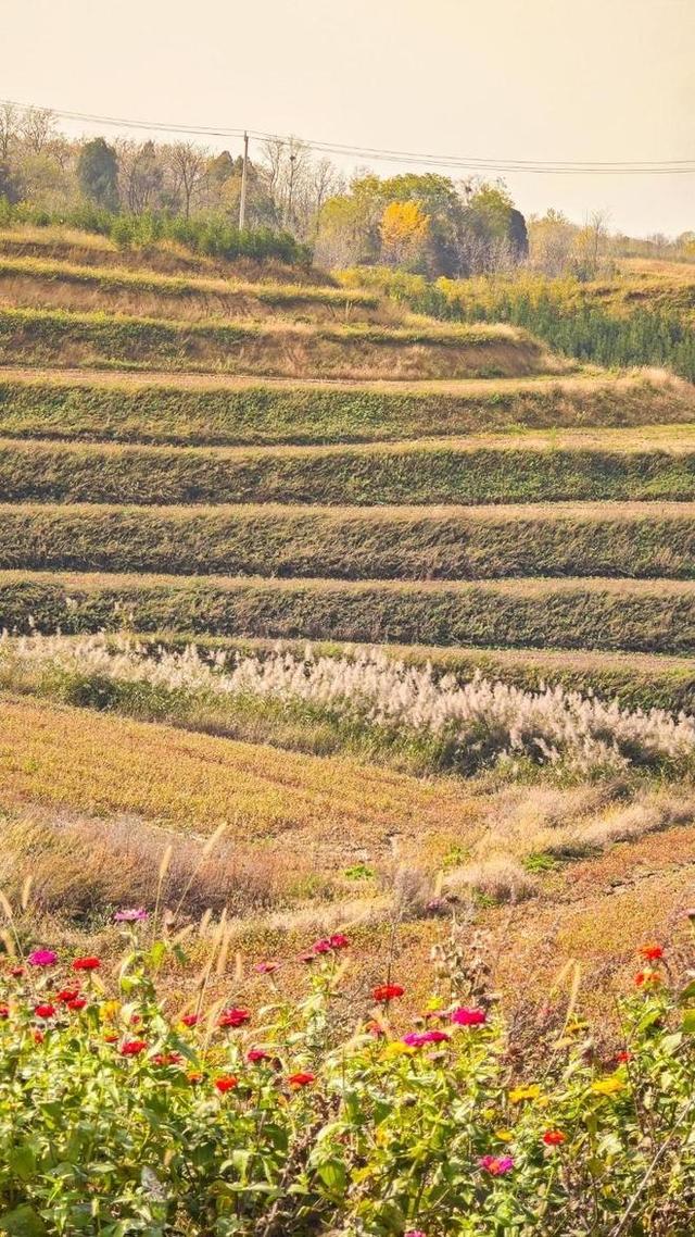 西安:秦岭脚下荞麦香 峪口村畔好风光