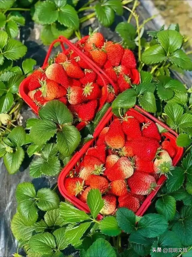 别再问昆明哪里能摘草莓了!收下这份采摘地图,直接抄作业→