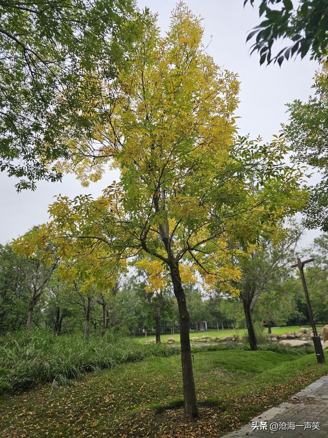 宜人的秋色，漂亮的秋景，温暖的秋风，一副秋的模样一派秋的景致