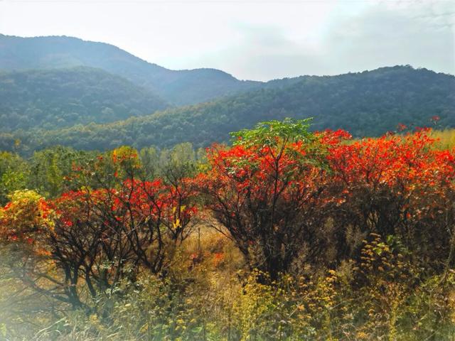 什么叫层林尽染？马谷田镇义和寨东边的堰塘寺告诉您！