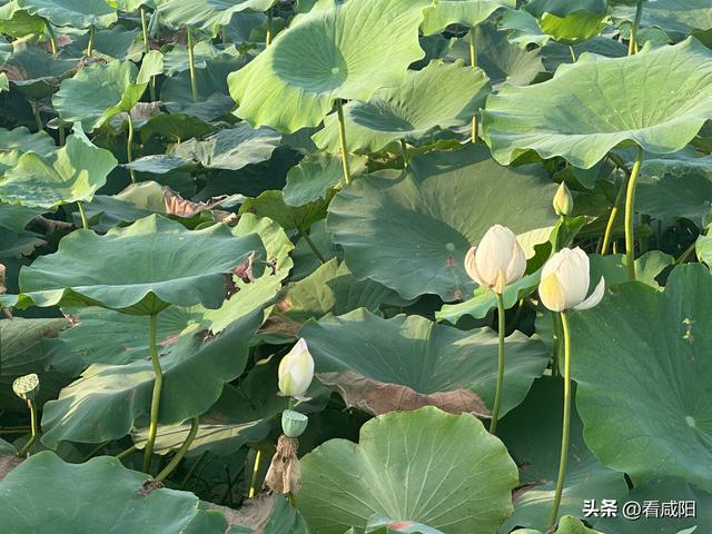 兴平庄头镇马村：百亩荷塘盛放 美景如画