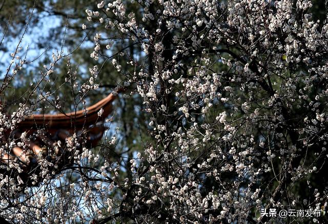 昆明大观公园梅花开了