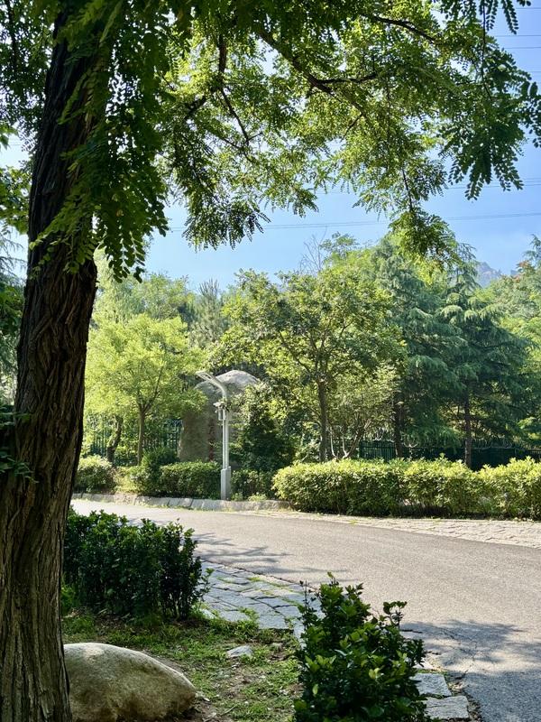 一座藏在青岛主城区内的森林氧吧