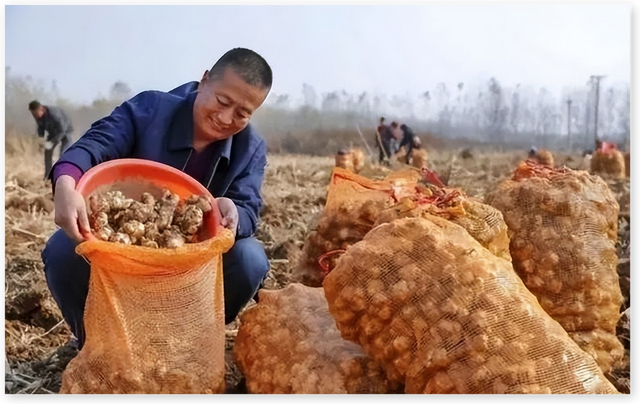 令国外痛苦不堪的入侵花，在中国沦为咸菜，吃到人工种植成笑谈