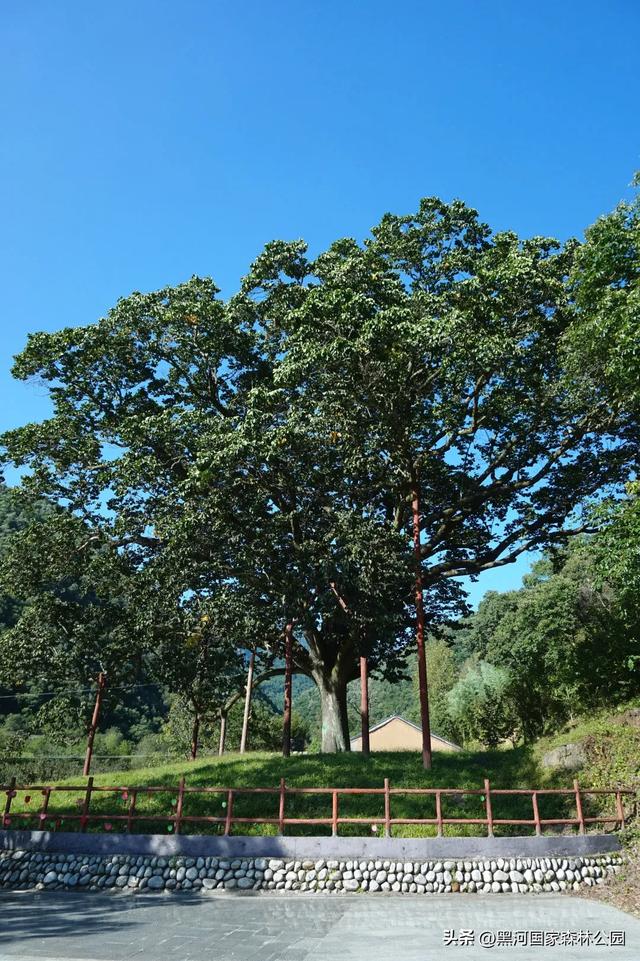 强烈推荐！适合全家出游的避暑胜地，清凉舒适风景美！