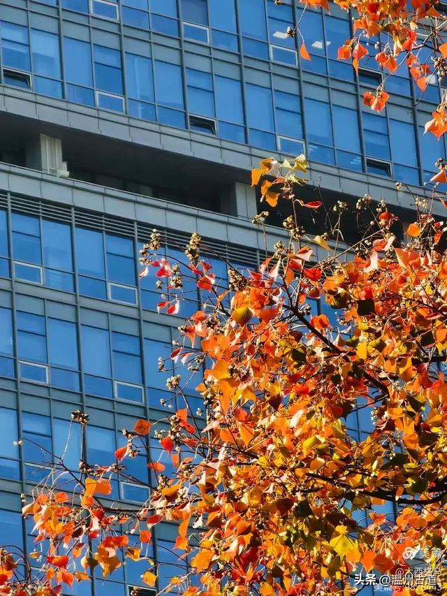 市府路的这几颗乌桕树,你见过吗?现在正是最美的时候!