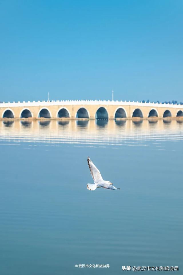 沙漠踏雪，只在武汉，最佳观赏期到了！