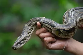 把蛇养大以后，蛇会排空肚子，然后吃了你，这是真的假的?图片