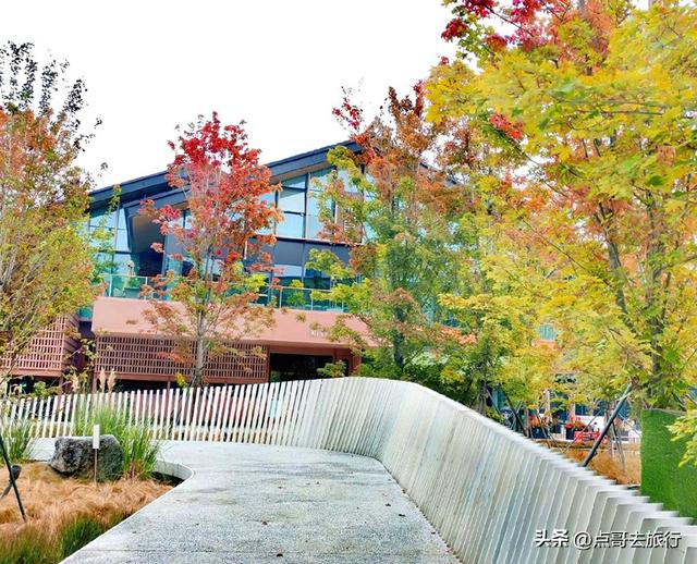 成都市区4大枫叶观赏地，彩林超惊艳，都不要门票，公交车可达！