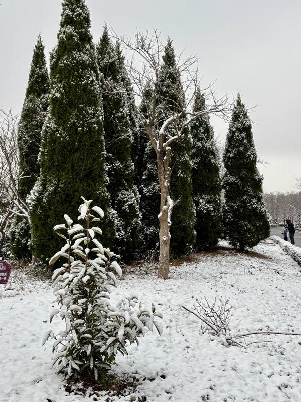 瑞雪飘然而至中国海滨城市青岛