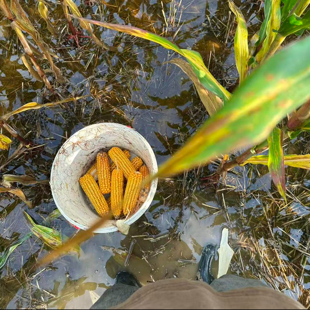 小腿深积水里抢玉米！河南玉米收获季遇持续阴雨：有大学生被父母急召回家抢收，烘干机24小时不停抢烘