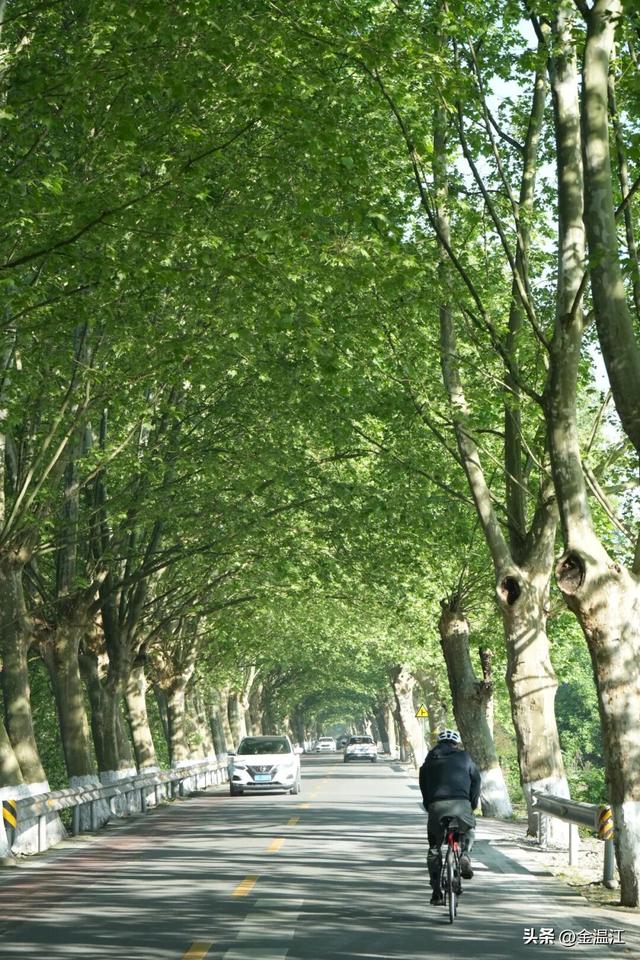 50年时光，终成“最美梧桐大道”→