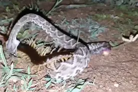 150毫米蜈蚣生吞剧毒蝮蛇，蝮蛇毫无还手之力？谁才是五毒之首？图片