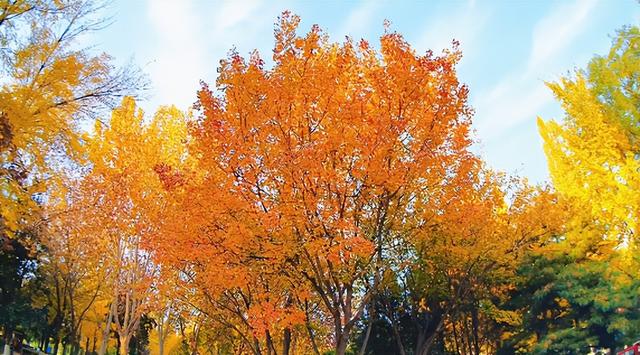 肥城秋冬的童话，收到了吗～满满诗意，满满爱！