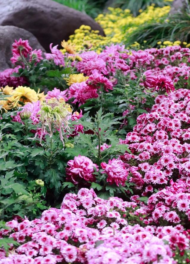 去赏菊，感受五彩斑斓的秋意！