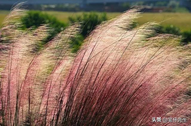 沈阳给草 “刷粉” 上热搜！网红观赏草爆火，原来草比花还顶用