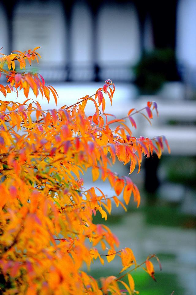 大公图书馆丨秋日里的诗意庭园