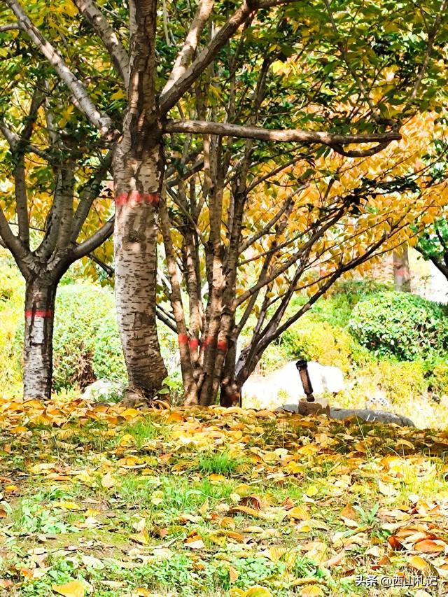 五线小城里的银杏大道，美翻全网的深秋景色原来在这里