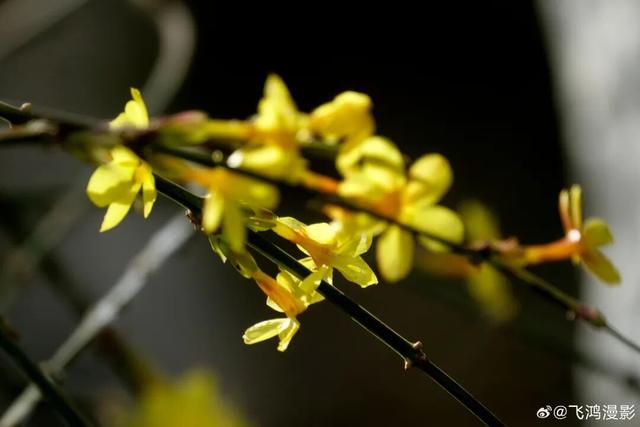 济南的春天，从一抹金黄开始！